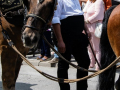207_Sant-Antoni-22-16-de-25-copia