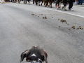 208_Sant-Antoni-22-17-de-25-copia