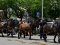 211_Sant-Antoni-22-20-de-25-copia