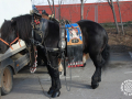 0264-2023.01.29.3.2-SANT-ANTONI-MUNTATGE-DE-CARRUATGES-RUBI-D-paco