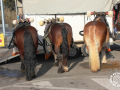 0268-2023.01.29.3.2-SANT-ANTONI-MUNTATGE-DE-CARRUATGES-RUBI-D-paco