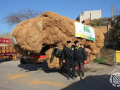 0270-2023.01.29.3.2-SANT-ANTONI-MUNTATGE-DE-CARRUATGES-RUBI-D-paco