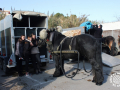 0272-2023.01.29.3.2-SANT-ANTONI-MUNTATGE-DE-CARRUATGES-RUBI-D-paco