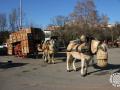 0274-2023.01.29.3.2-SANT-ANTONI-MUNTATGE-DE-CARRUATGES-RUBI-D-paco