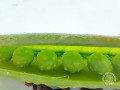 20260321-WA0052