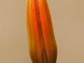 JaumeRoura