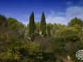 Paco-Gonzalez-