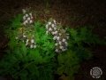 Pere-Sarrate-3
