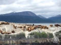USHUAIA-BEAGLE