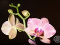 macro_43.jpg