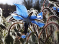 RC_095434-01