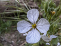 RC_101624-01