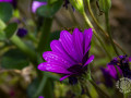 IMG_7509