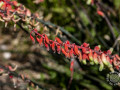 IMG_7523
