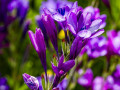 IMG_7530