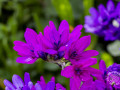 IMG_7535
