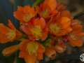 Image00016