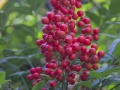 Image00019