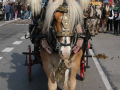 Sant-Antoni-297