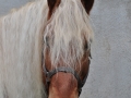 2015-10-17_032-Sant Galderic