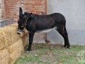 2015-10-17_050-Sant Galderic