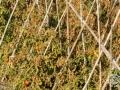 Rosa Civico-02